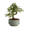 Bonsai In 15cm Grey Ceramic Decorative Pot 1 Bonsai In 15cm Grey Ceramic Decorative Pot -Garden Store bonsai in 15cm grey ceramic decorative pot3663602462811 02c bq