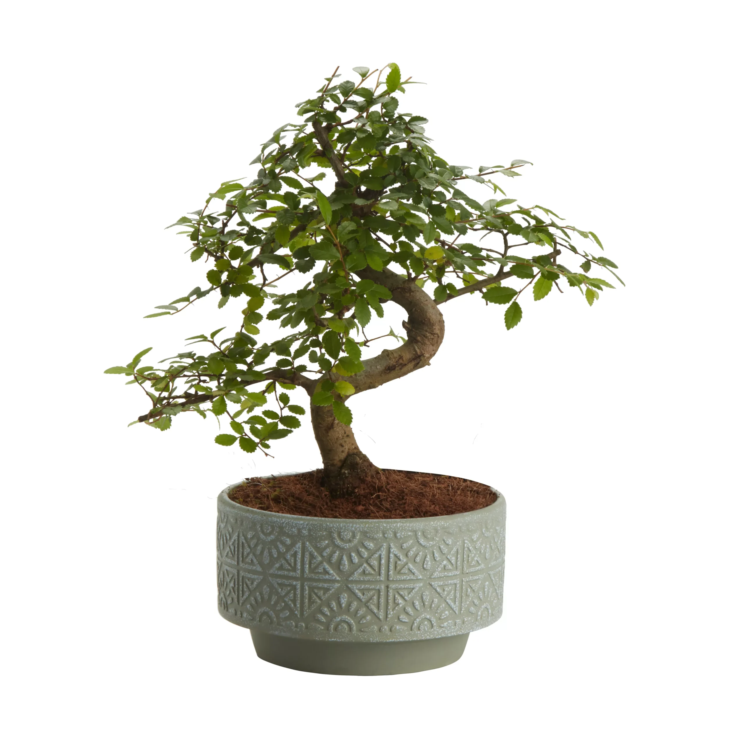 Bonsai In 15cm Grey Ceramic Decorative Pot 3 Bonsai In 15cm Grey Ceramic Decorative Pot