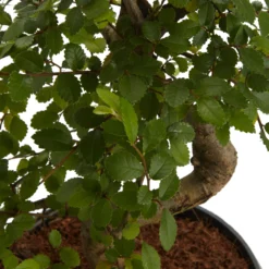 Bonsai In 15cm Grey Ceramic Decorative Pot 5 Bonsai In 15cm Grey Ceramic Decorative Pot -Garden Store bonsai in 15cm grey ceramic decorative pot3663602462811 36c bq