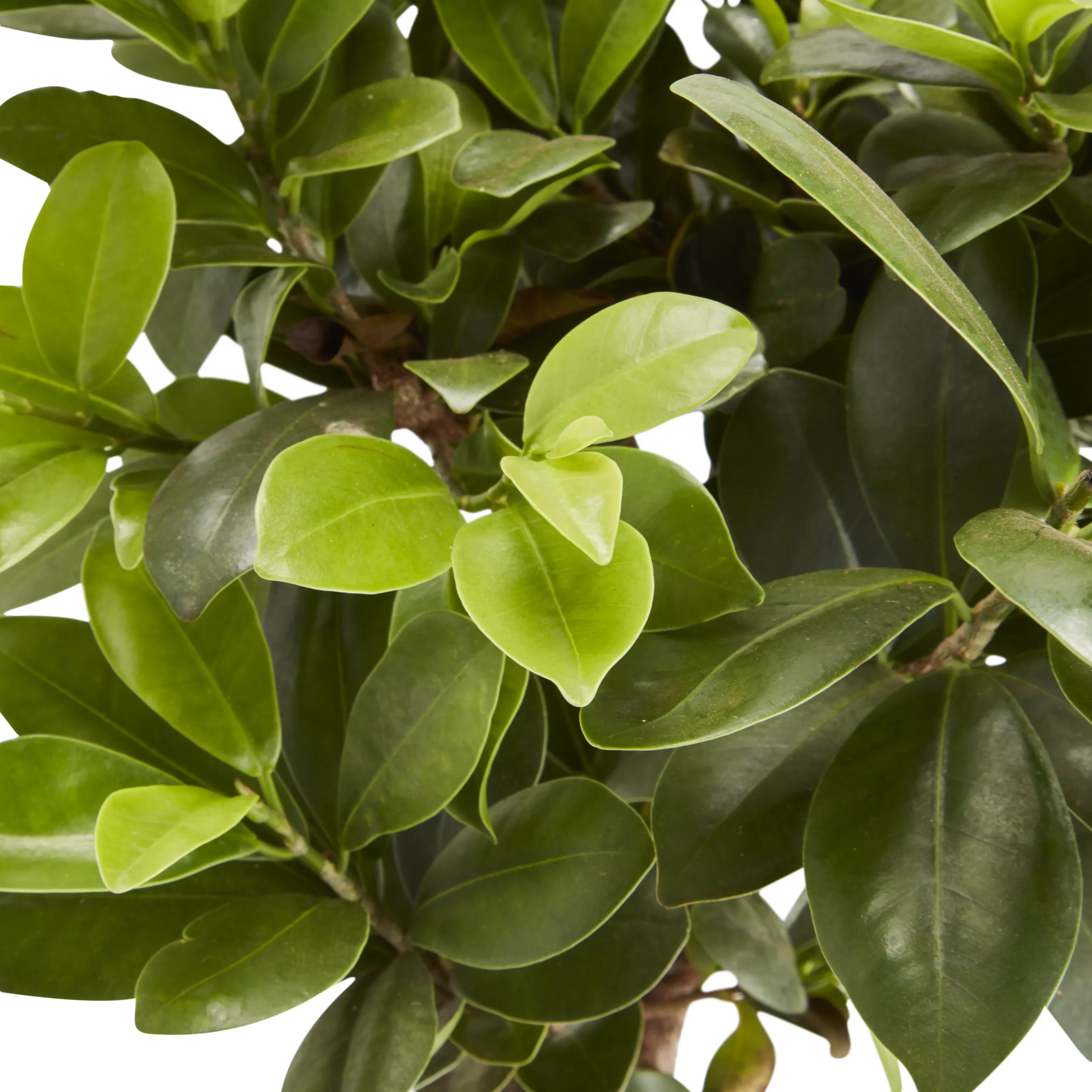 Bonsai In 17cm Terracotta Plastic Pot 4 Bonsai In 17cm Terracotta Plastic Pot - Image 2