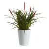 Bromeliad In 12cm White Ceramic Decorative Pot 2 Bromeliad In 12cm White Ceramic Decorative Pot -Garden Store bromeliad in 12cm white ceramic decorative pot3663602463450 02c bq