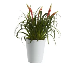 Bromeliad In 12cm White Ceramic Decorative Pot 8 Bromeliad In 12cm White Ceramic Decorative Pot -Garden Store bromeliad in 12cm white ceramic decorative pot3663602463450 21c bq