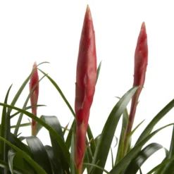 Bromeliad In 12cm White Ceramic Decorative Pot 9 Bromeliad In 12cm White Ceramic Decorative Pot -Garden Store bromeliad in 12cm white ceramic decorative pot3663602463450 36c bq