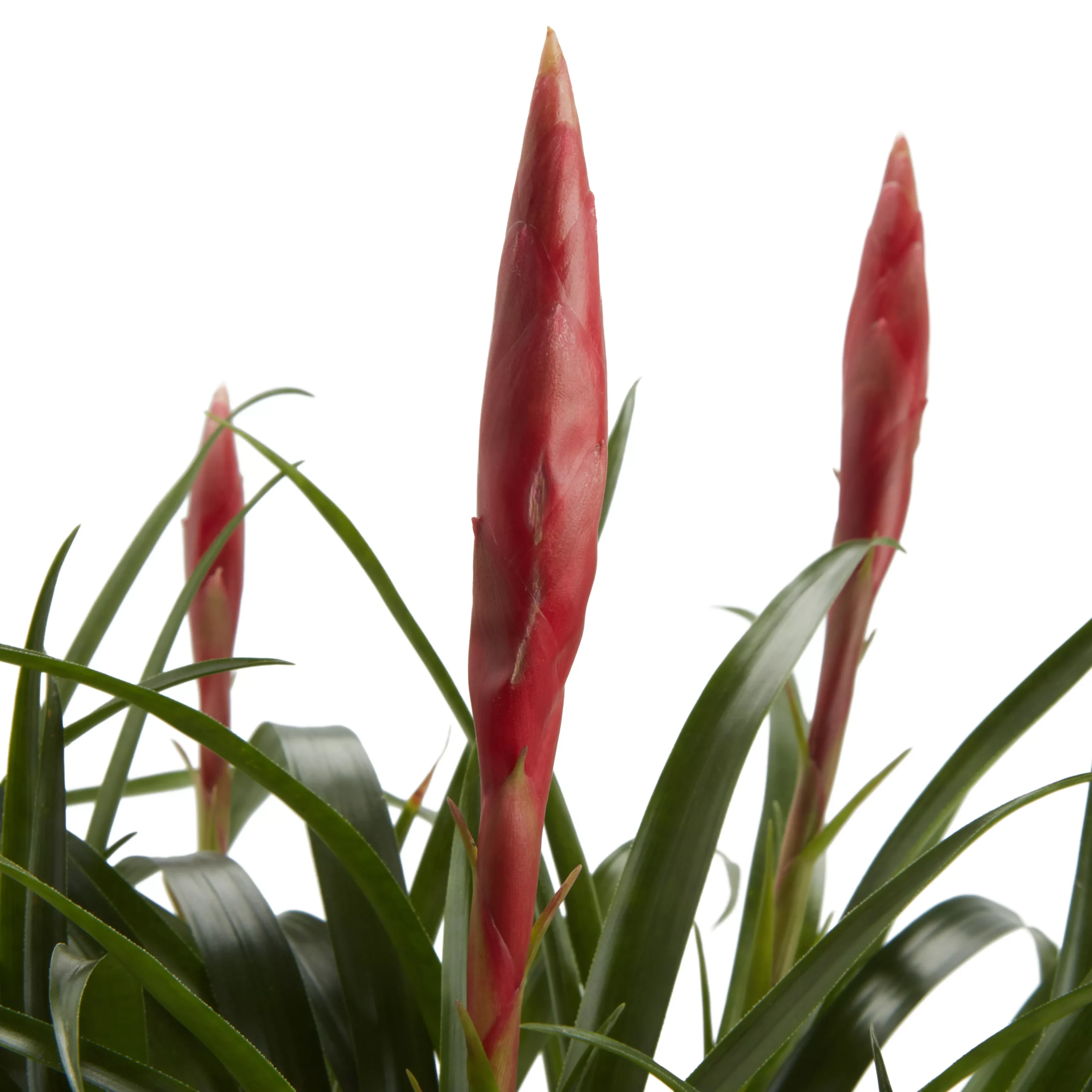 Bromeliad In 12cm White Ceramic Decorative Pot 6 Bromeliad In 12cm White Ceramic Decorative Pot - Image 4