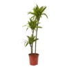 Dracaena Tree In 24cm Terracotta Plastic Grow Pot -Garden Store dracaena tree in 24cm terracotta plastic grow pot5059340127040 02c