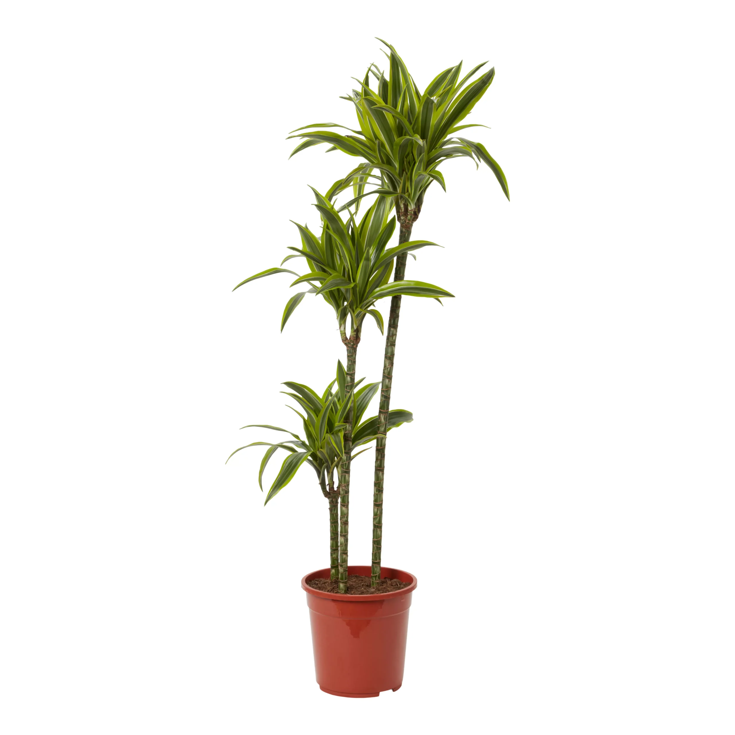 Dracaena Tree In 24cm Terracotta Plastic Grow Pot 3 Dracaena Tree In 24cm Terracotta Plastic Grow Pot