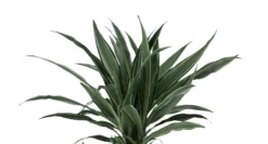 Dracaena Tree In 24cm Terracotta Plastic Grow Pot 7 Dracaena Tree In 24cm Terracotta Plastic Grow Pot -Garden Store dracaena tree in 24cm terracotta plastic grow pot5059340127040 36c