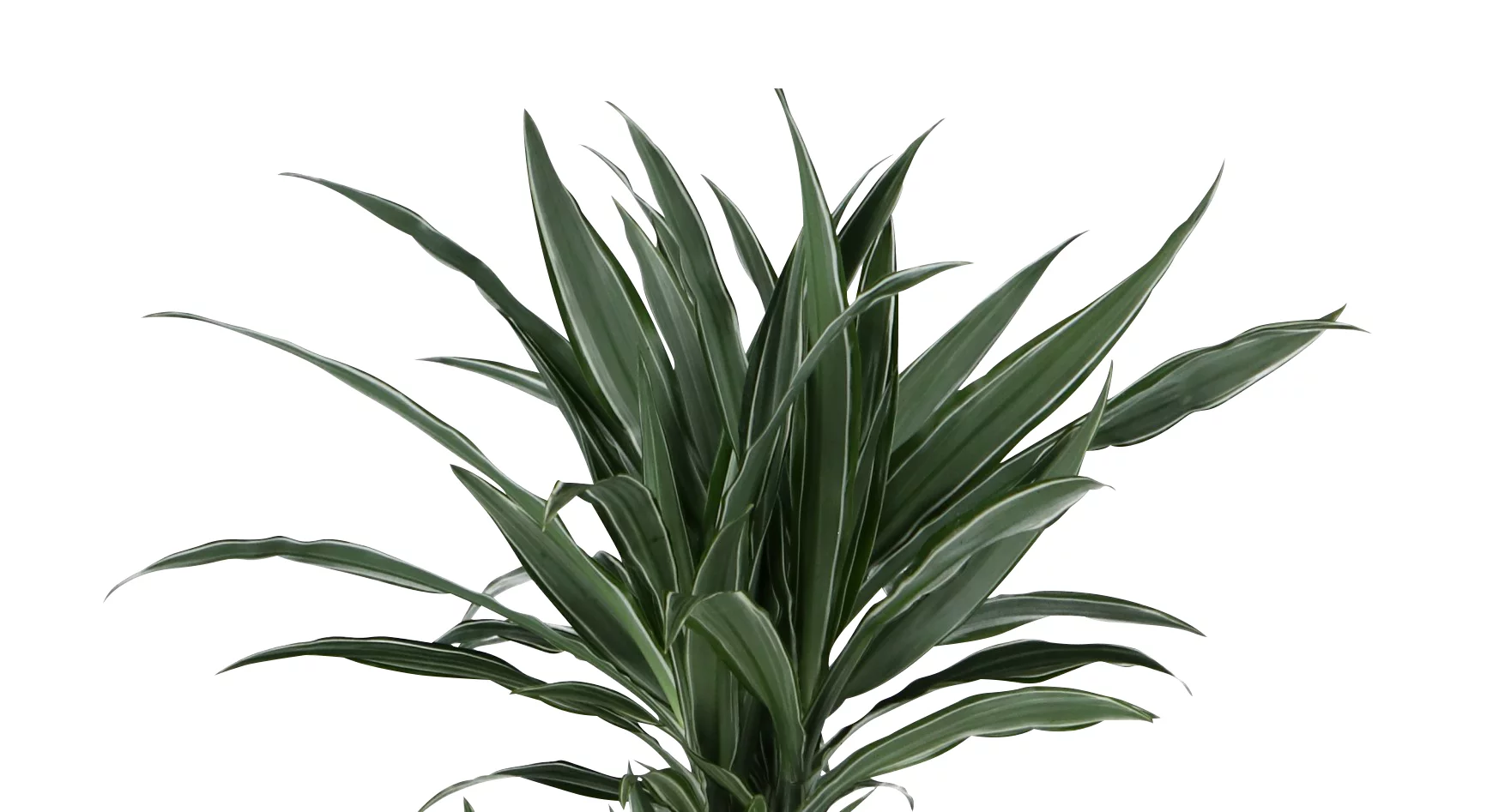 Dracaena Tree In 24cm Terracotta Plastic Grow Pot 4 Dracaena Tree In 24cm Terracotta Plastic Grow Pot - Image 2