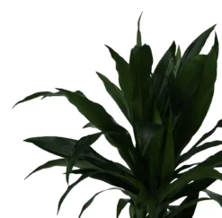 Dracaena Tree In 24cm Terracotta Plastic Grow Pot 9 Dracaena Tree In 24cm Terracotta Plastic Grow Pot -Garden Store dracaena tree in 24cm terracotta plastic grow pot5059340127040 38c