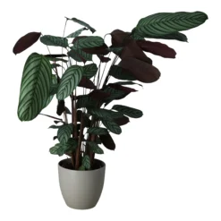 Dragon Tree In 24cm Assorted Ceramic Decorative Pot -Garden Store dragon tree in 24cm assorted ceramic decorative pot5059340827858 21c