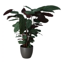 Dragon Tree In 24cm Assorted Ceramic Decorative Pot -Garden Store dragon tree in 24cm assorted ceramic decorative pot5059340827858 22c