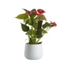Flamingo Flower In 12cm White Ceramic Decorative Pot 1 Flamingo Flower In 12cm White Ceramic Decorative Pot -Garden Store flamingo flower in 12cm white ceramic decorative pot3663602497288 02c bq
