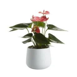 Flamingo Flower In 12cm White Ceramic Decorative Pot -Garden Store flamingo flower in 12cm white ceramic decorative pot3663602497288 21c bq