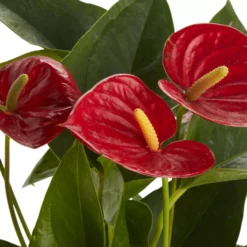 Flamingo Flower In 12cm White Ceramic Decorative Pot -Garden Store flamingo flower in 12cm white ceramic decorative pot3663602497288 36c bq