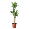 Golden Dragon Tree In 24cm Terracotta Plastic Grow Pot -Garden Store golden dragon tree in 24cm terracotta plastic grow pot5036581089788 01c bq