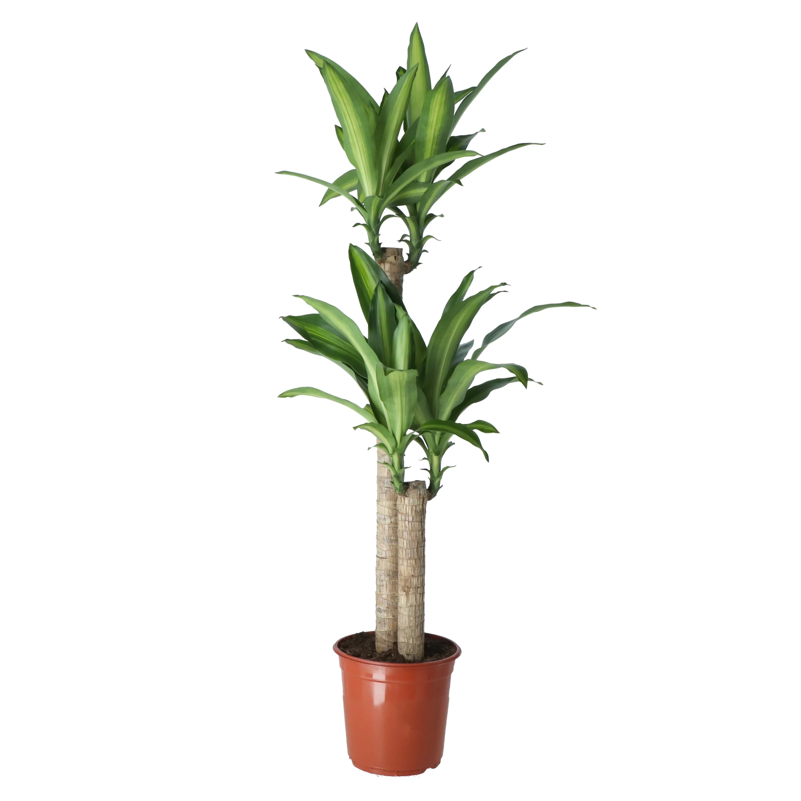 Golden Dragon Tree In 24cm Terracotta Plastic Grow Pot 3 Golden Dragon Tree In 24cm Terracotta Plastic Grow Pot