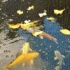 Hozelock Polyester Pond Cover Net 0.23x0.11m 1 Hozelock Polyester Pond Cover Net 0.23x0.11m -Garden Store hozelock polyester pond cover net 0 23x0 11m5010646053600 01i
