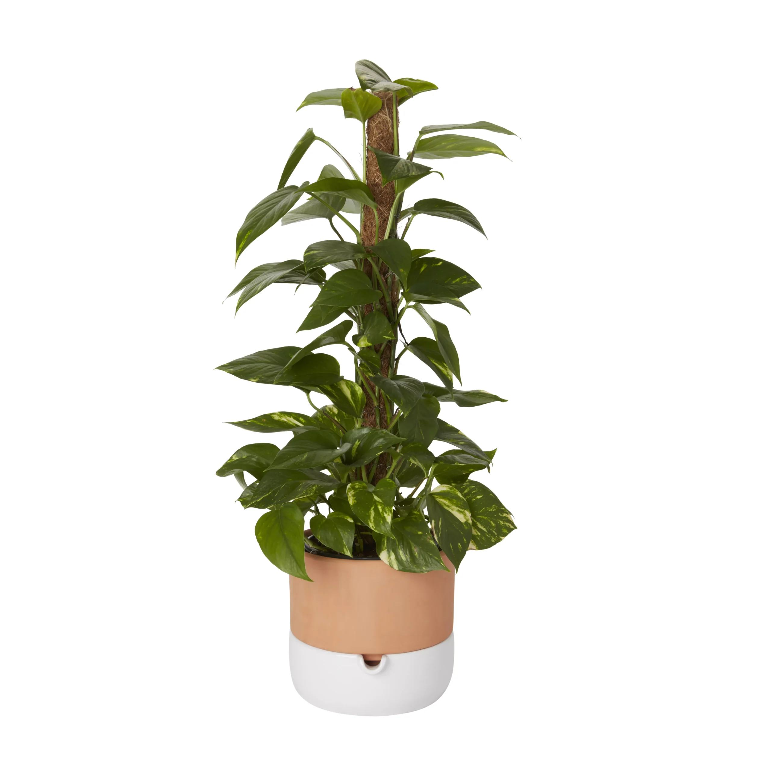 Ivy In 19cm Black Plastic Grow Pot 5 Ivy In 19cm Black Plastic Grow Pot - Image 3