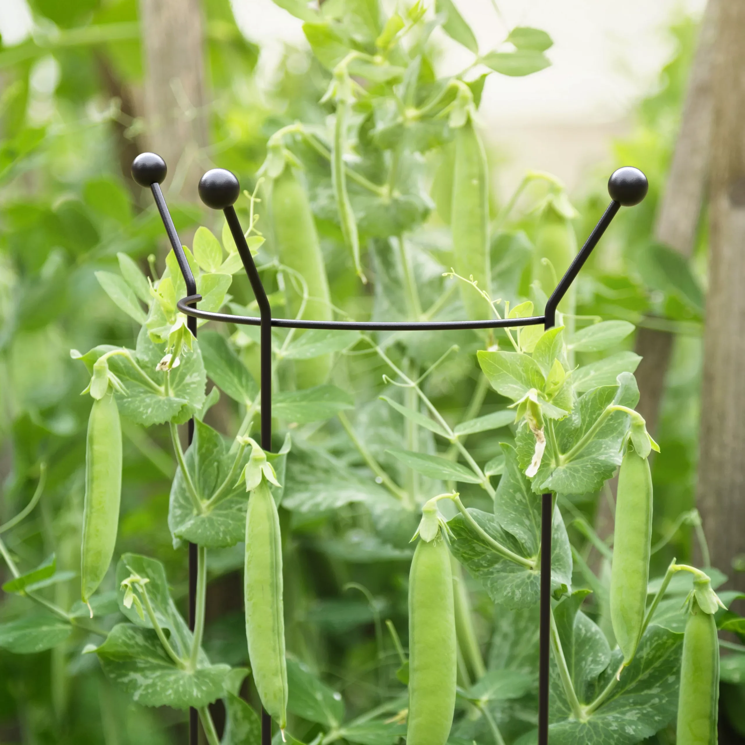 Panacea Steel Curved Plant Support Frame (L)147cm (Dia)37cm 4 Panacea Steel Curved Plant Support Frame (L)147cm (Dia)37cm - Image 2