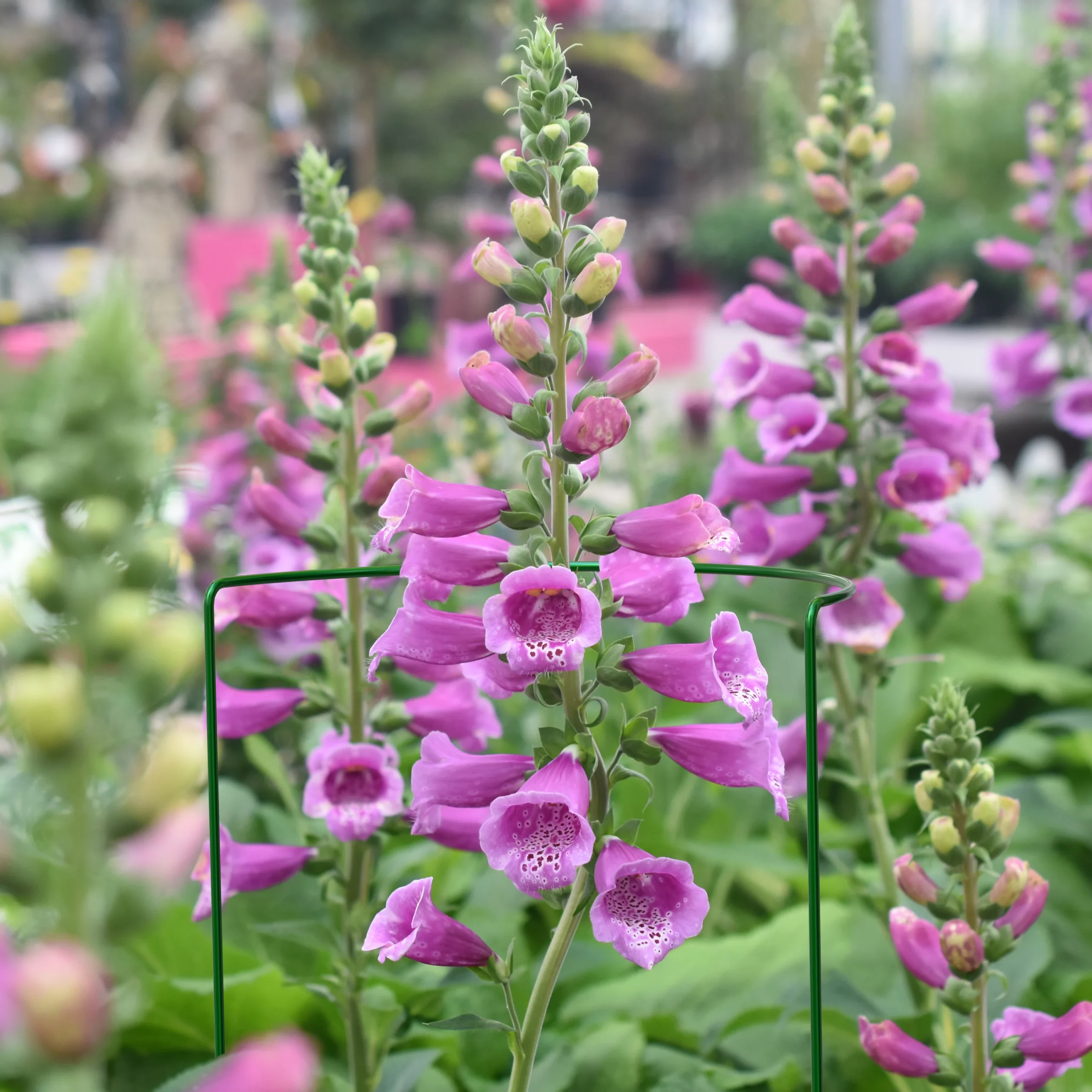 Panacea Steel Curved Plant Support Frame (L)76cm (Dia)30cm, Pack Of 3 4 Panacea Steel Curved Plant Support Frame (L)76cm (Dia)30cm, Pack Of 3 - Image 2