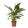 Peace Lily In 17cm Terracotta Plastic Grow Pot -Garden Store peace lily in 17cm terracotta plastic grow pot3663602462668 02c bq