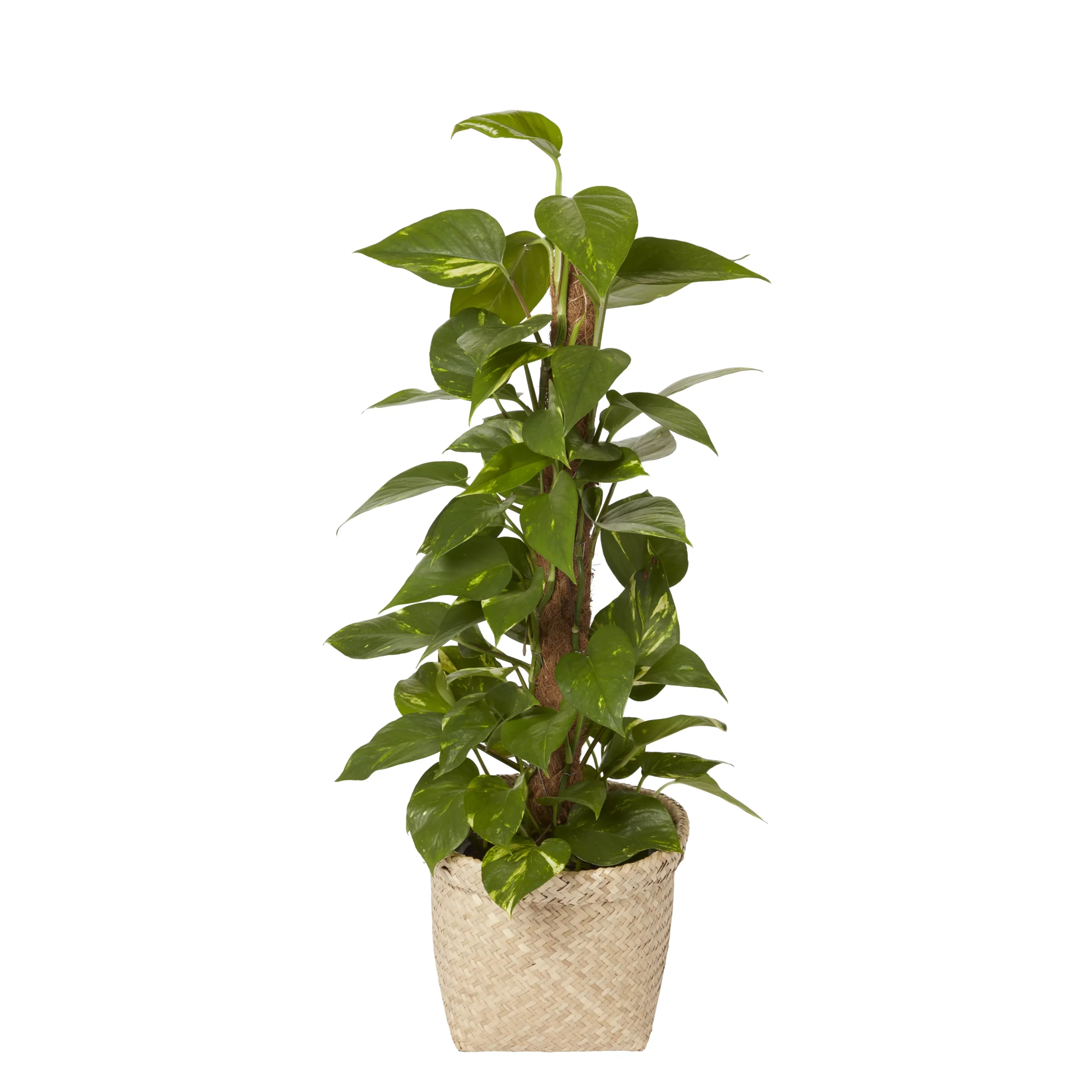 Seagrass Herringbone Plant Pot (Dia)26.5cm 4 Seagrass Herringbone Plant Pot (Dia)26.5cm - Image 2
