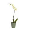 Single Stem Orchid In 12cm Assorted Ceramic Decorative Pot 2 Single Stem Orchid In 12cm Assorted Ceramic Decorative Pot -Garden Store single stem orchid in 12cm assorted ceramic decorative pot3663602462941 02c bq