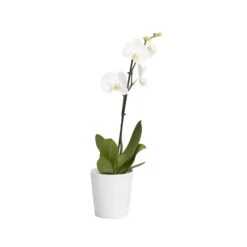 Single Stem Orchid In 12cm Assorted Ceramic Decorative Pot -Garden Store single stem orchid in 12cm assorted ceramic decorative pot3663602462941 21c bq