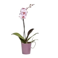 Single Stem Orchid In 12cm Assorted Ceramic Decorative Pot -Garden Store single stem orchid in 12cm assorted ceramic decorative pot3663602462941 22c bq