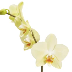 Single Stem Orchid In 12cm Assorted Ceramic Decorative Pot -Garden Store single stem orchid in 12cm assorted ceramic decorative pot3663602462941 36c bq