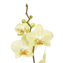 Single Stem Orchid In 12cm Assorted Ceramic Decorative Pot -Garden Store single stem orchid in 12cm assorted ceramic decorative pot3663602462941 37c bq