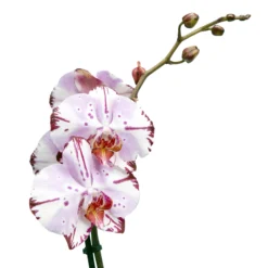 Single Stem Orchid In 12cm Assorted Ceramic Decorative Pot -Garden Store single stem orchid in 12cm assorted ceramic decorative pot3663602462941 43c bq