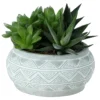 Succulent In 14cm Assorted Ceramic Decorative Pot 2 Succulent In 14cm Assorted Ceramic Decorative Pot -Garden Store succulent in 14cm assorted ceramic decorative pot3663602463368 02c