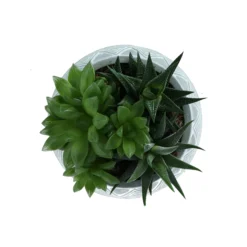 Succulent In 14cm Assorted Ceramic Decorative Pot -Garden Store succulent in 14cm assorted ceramic decorative pot3663602463368 38c bq