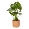 Swiss Cheese Plant In 13cm Assorted Ceramic Decorative Pot 2 Swiss Cheese Plant In 13cm Assorted Ceramic Decorative Pot -Garden Store swiss cheese plant in 13cm assorted ceramic decorative pot5059340224350 02c