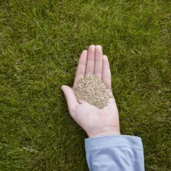 Verve Easy Start Coated Grass Seeds, 1.5kg 10 Verve Easy Start Coated Grass Seeds, 1.5kg -Garden Store verve easy start coated grass seeds 1 5kg3663602947493 01i