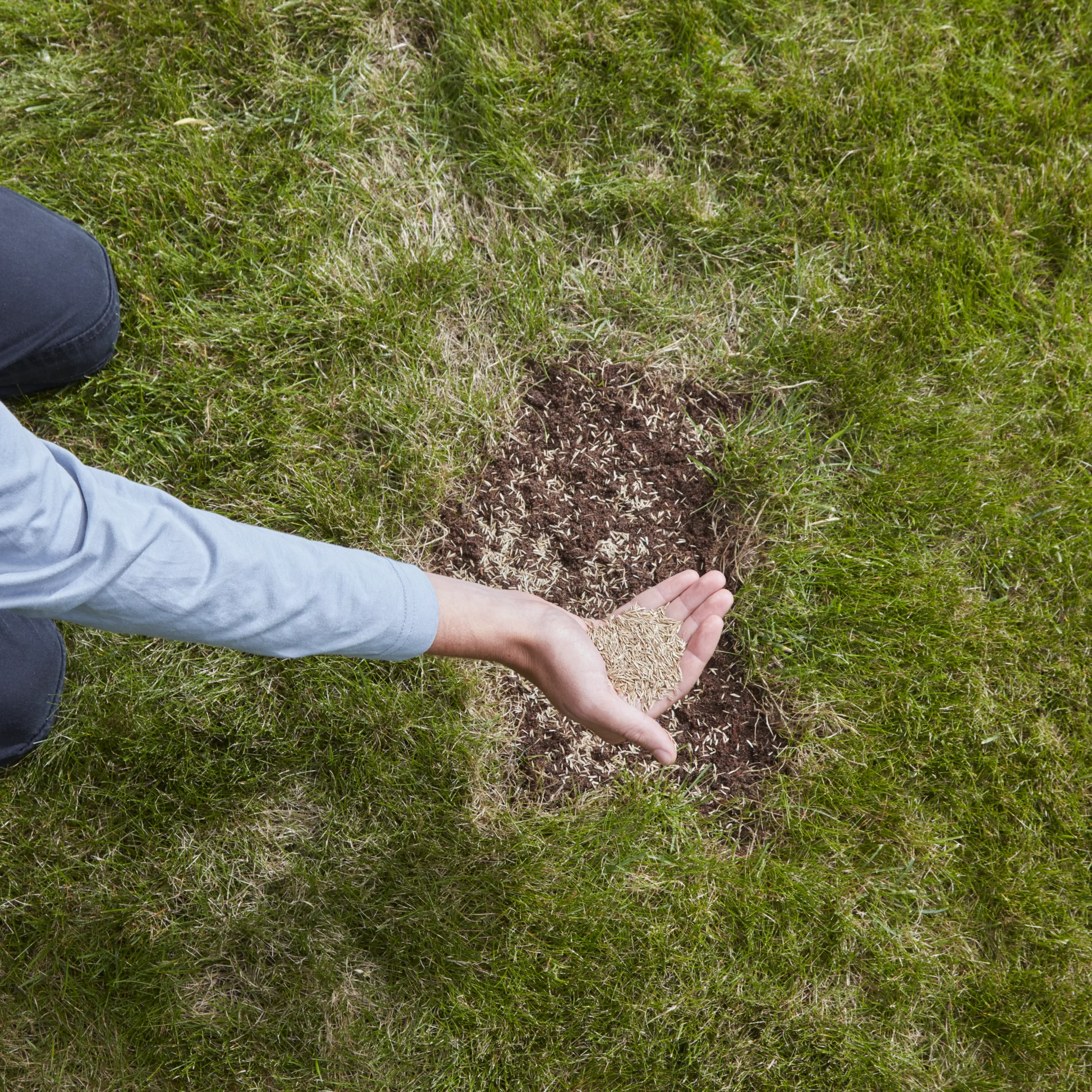 Verve Easy Start Coated Grass Seeds, 1.5kg 7 Verve Easy Start Coated Grass Seeds, 1.5kg - Image 5