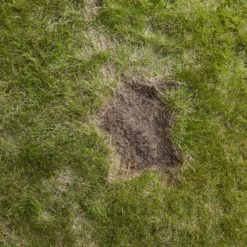 Verve Easy Start Coated Grass Seeds, 1.5kg 13 Verve Easy Start Coated Grass Seeds, 1.5kg -Garden Store verve easy start coated grass seeds 1 5kg3663602947493 04i