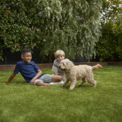 Verve Family & Sports Grass Seeds, 5kg 18 Verve Family & Sports Grass Seeds, 5kg -Garden Store verve family sports grass seeds 5kg3663602947516 05i