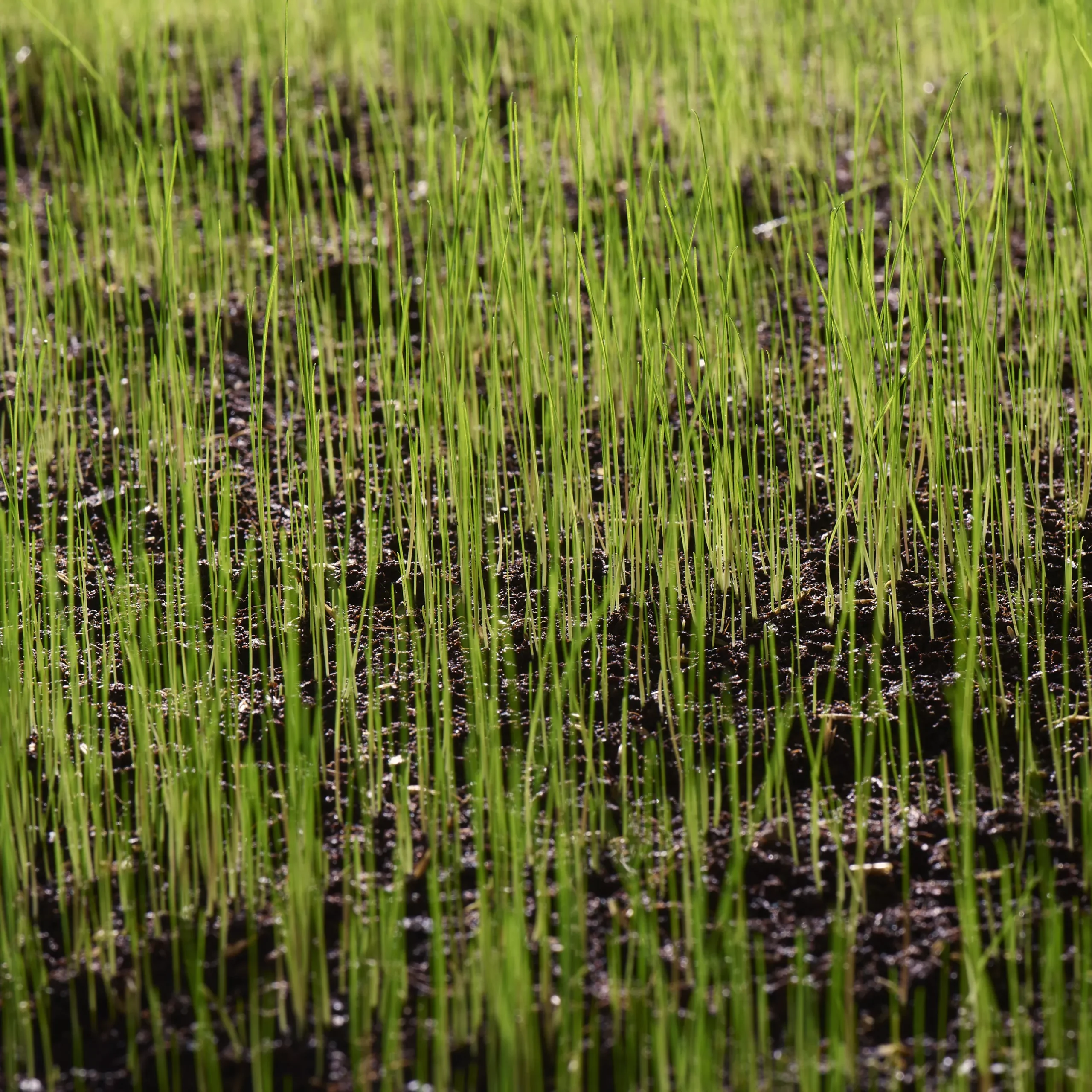 Verve Fine English Grass Seeds, 1.25kg 4 Verve Fine English Grass Seeds, 1.25kg - Image 2