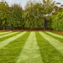 Verve Fine English Grass Seeds, 1.25kg 8 Verve Fine English Grass Seeds, 1.25kg -Garden Store verve fine english grass seeds 1 25kg3663602947592 01i