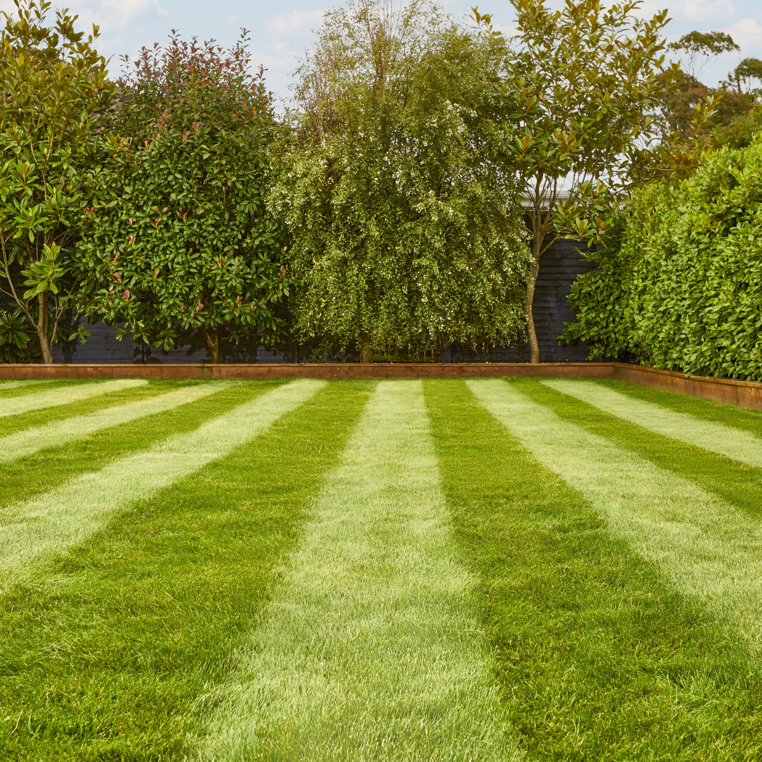 Verve Fine English Grass Seeds, 1.25kg 5 Verve Fine English Grass Seeds, 1.25kg - Image 3