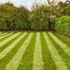 Verve Fine English Grass Seeds, 1.25kg 9 Verve Fine English Grass Seeds, 1.25kg -Garden Store verve fine english grass seeds 1 25kg3663602947592 02i