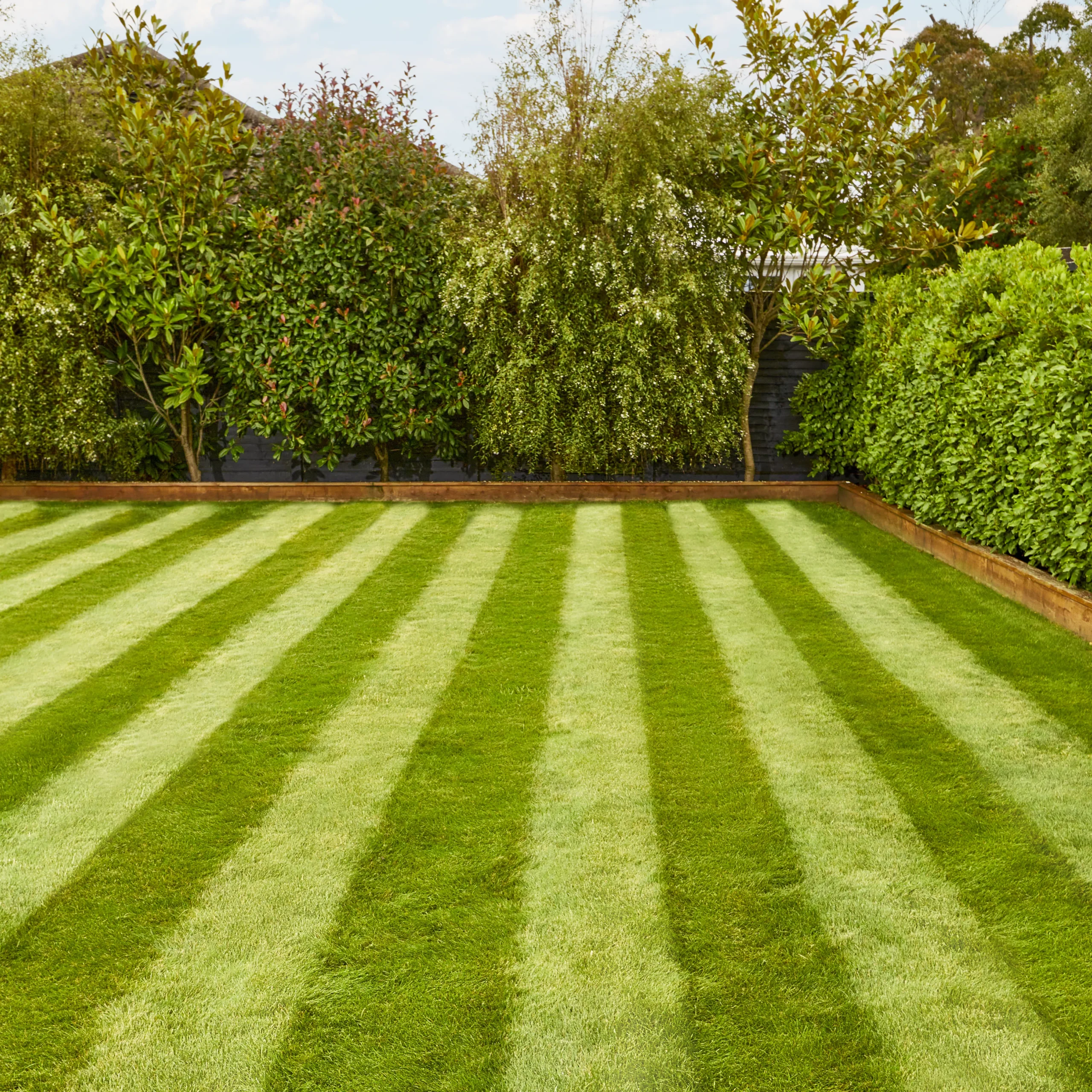 Verve Fine English Grass Seeds, 1.25kg 6 Verve Fine English Grass Seeds, 1.25kg - Image 4