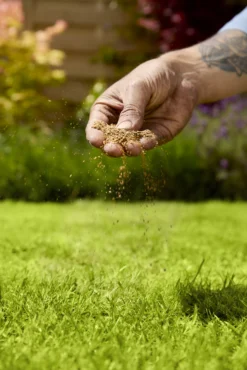 Verve Mamaterra Lawn Feed Granules 100m² 2.5kg -Garden Store verve mamaterra lawn feed granules 100m 2 5kg5063022034779 02i