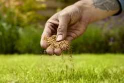 Verve Mamaterra Lawn Feed Granules 100m² 2.5kg -Garden Store verve mamaterra lawn feed granules 100m 2 5kg5063022034779 03i