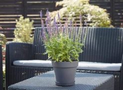 Verve Nurgul Peyote Rectangular Trough 8 Verve Nurgul Peyote Rectangular Trough -Garden Store verve nurgul peyote rectangular trough5059340387949 21c