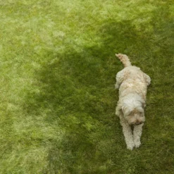 Verve Shady Grass Seeds, 5kg 8 Verve Shady Grass Seeds, 5kg -Garden Store verve shady grass seeds 5kg3663602947554 01i