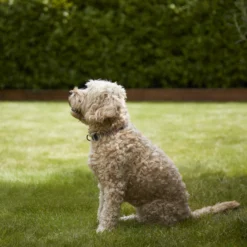 Verve Shady Grass Seeds, 5kg 9 Verve Shady Grass Seeds, 5kg -Garden Store verve shady grass seeds 5kg3663602947554 02i