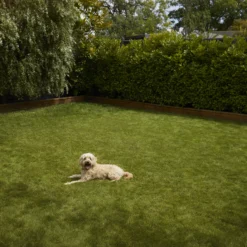 Verve Shady Grass Seeds, 5kg 10 Verve Shady Grass Seeds, 5kg -Garden Store verve shady grass seeds 5kg3663602947554 03i